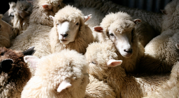 
            Овцеводы заявили об угрозе потери производства тонкорунной шерсти в России          